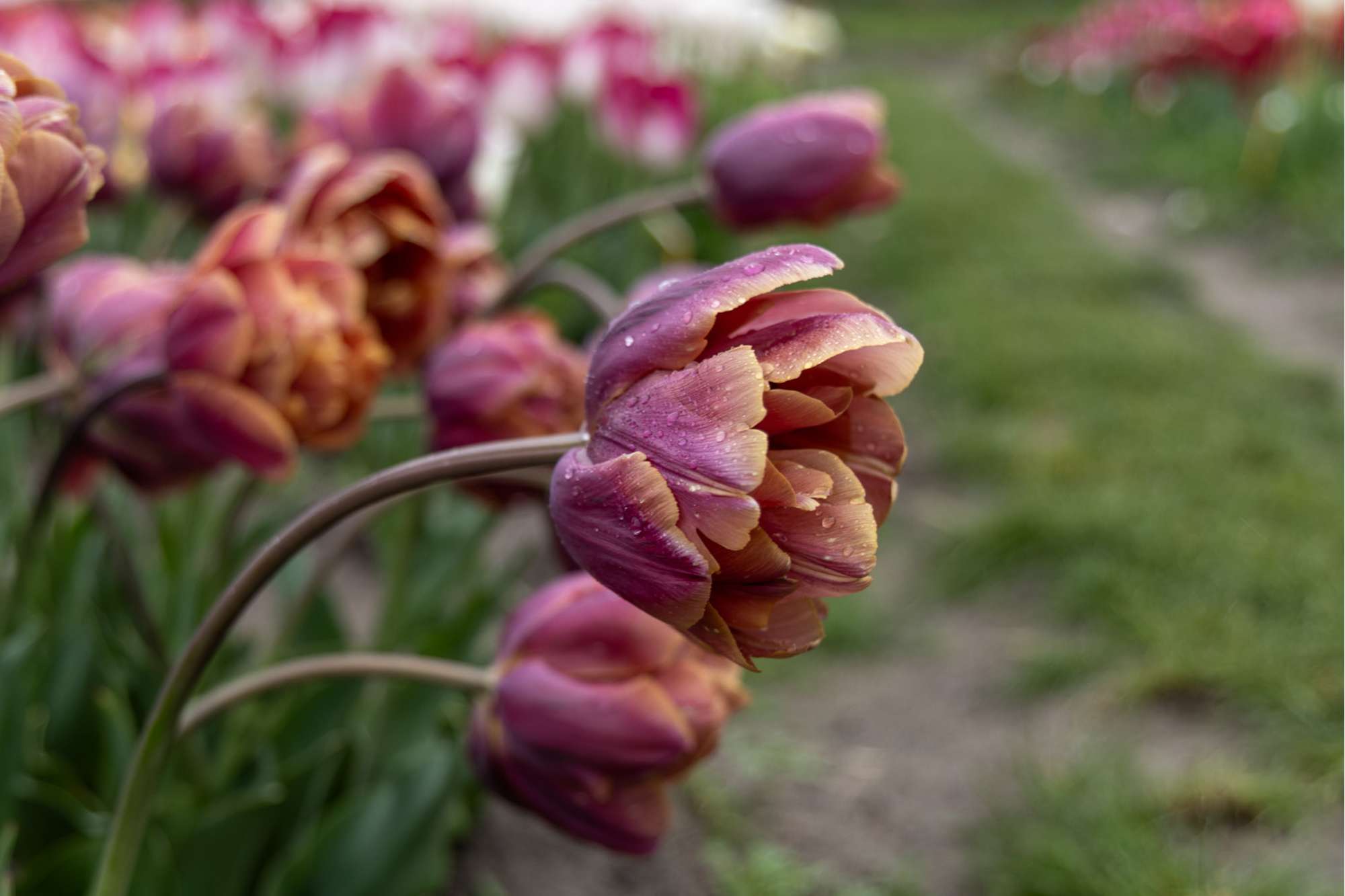 Tulpe 'Brazil'